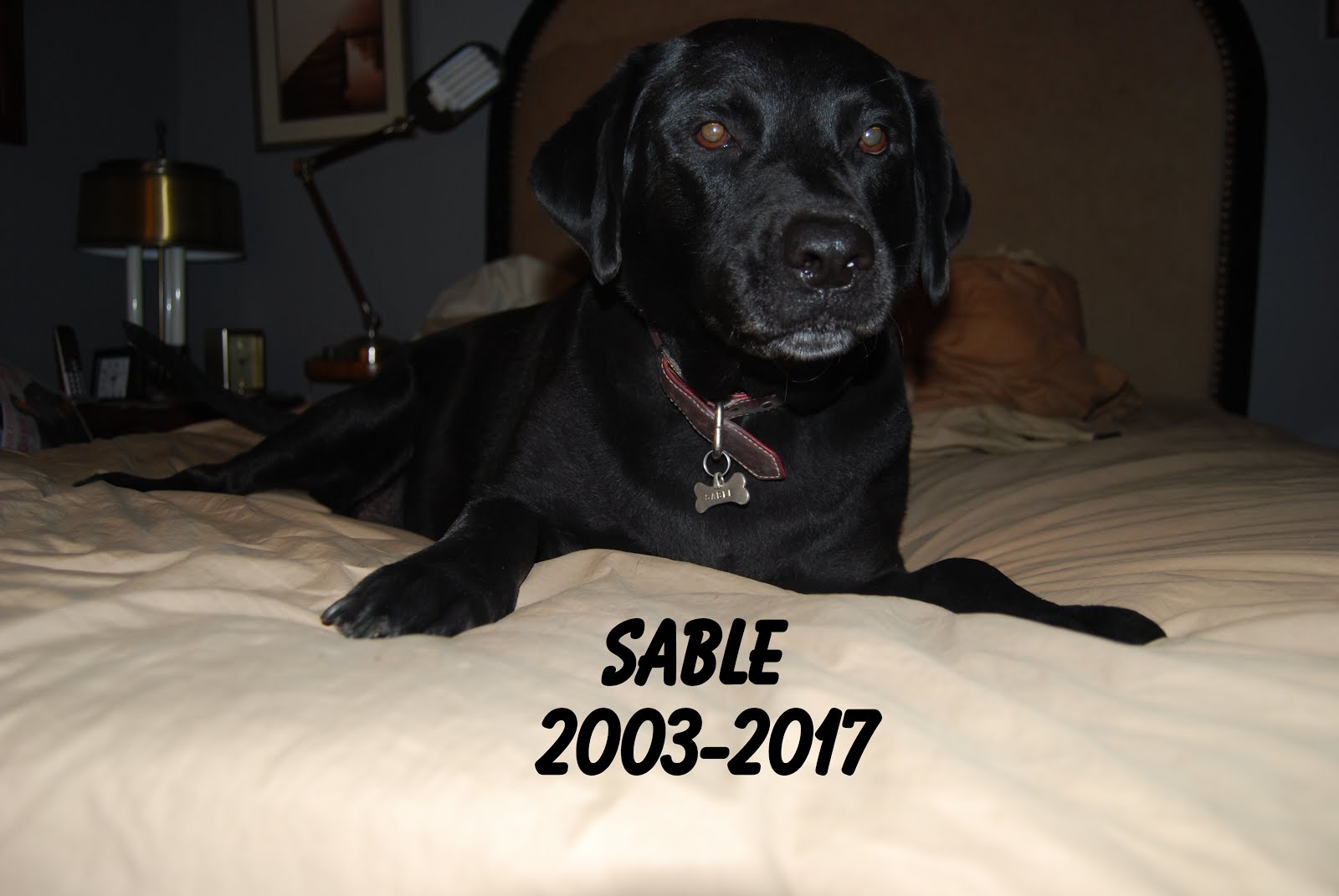 My chow hound Sable