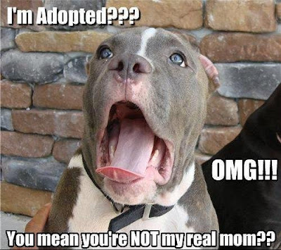 Funny+Animals+With+Funny+Texts+(3).jpg