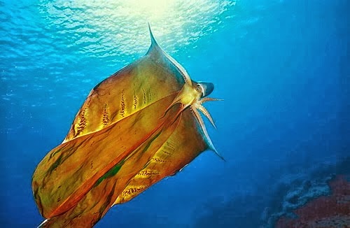 blanket octopus blanket octopus