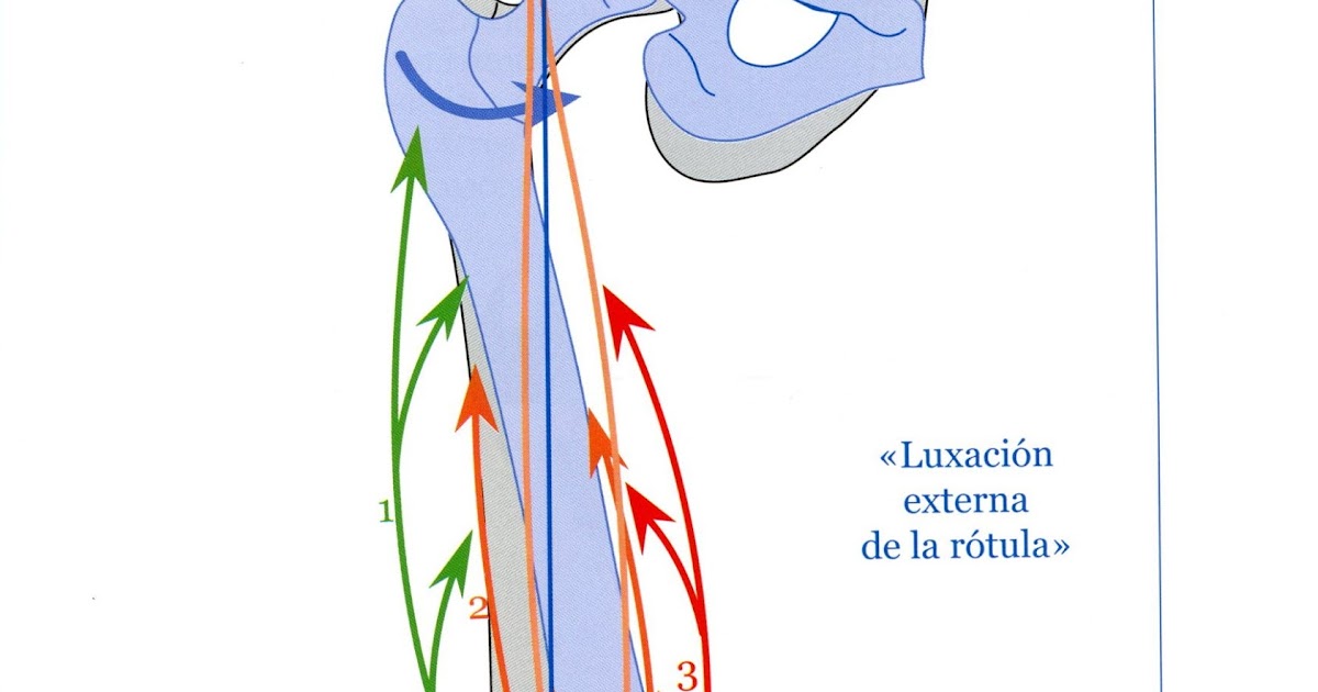 cadenas musculares de gds centro de fisioterapia y osteopatia gds condromalacia cadenas musculares de gds centro de fisioterapia y osteopatia gds condromalacia