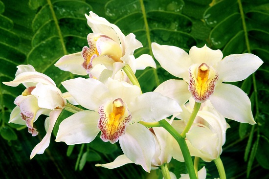 [Image: hoa-phong-thuy-mang-den-tai-loc-may-man-3.jpg]