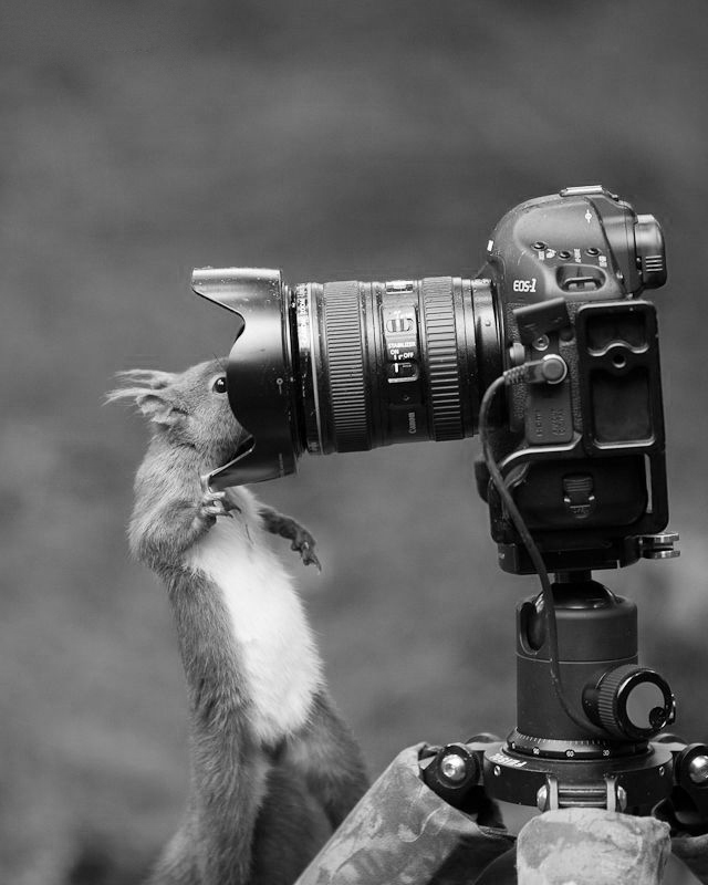 http://1.bp.blogspot.com/-igTo8iGPxRs/UiSIrz2ckfI/AAAAAAAAYP8/yFFRPX-hbWc/s1600/eekhoorntje+met+camera.jpg