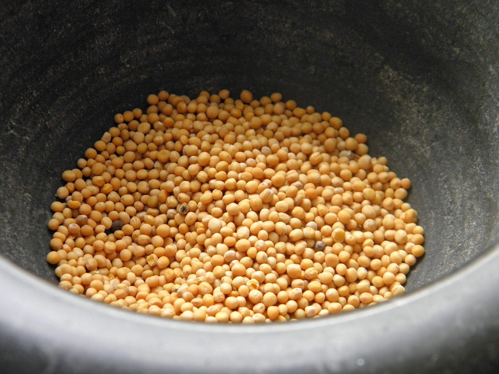 Veselé Borůvky Hořčice