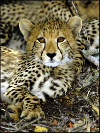 cheetah endangered article cheetah endangered article