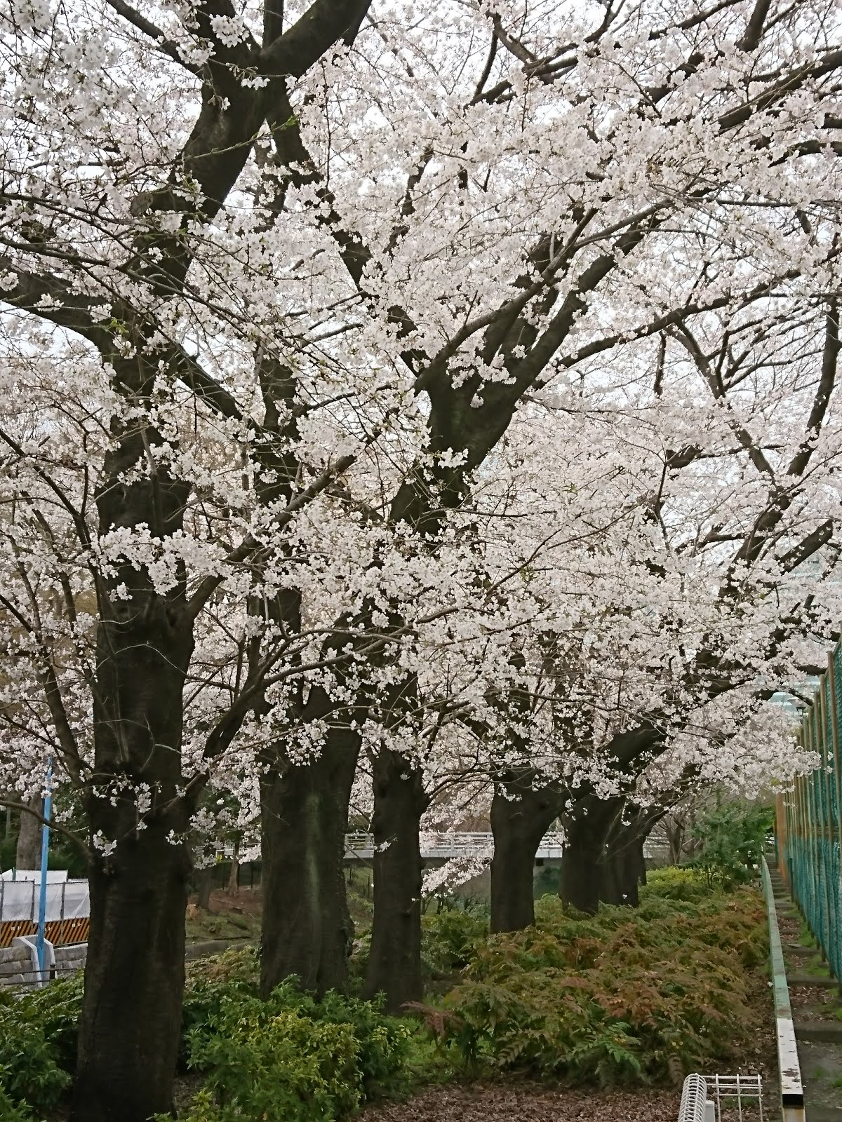 八木東一のブログ 3 24 新宿中央公園東エリアのフットサル場の西側桜並木は満開の花で綺麗だった