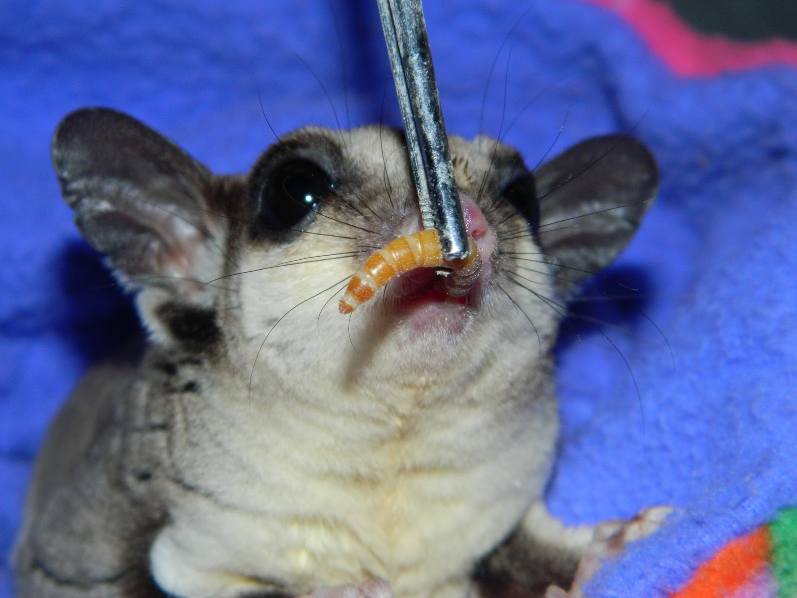 The Compulsive Ramblings Of A Philotherian: Sugar Glider Close-up&hellip;