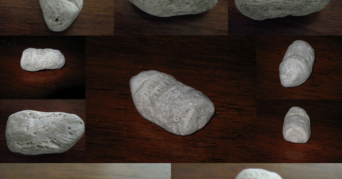 Lots of pictures Fossils from lake Huron in Northern Michigan