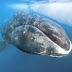 Bowhead Whale - Bowhead Whale Diet
