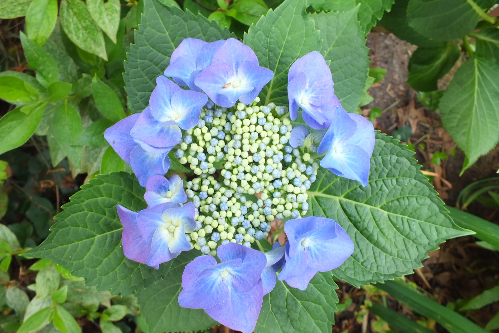 Gene's Garden Hydrangea Blooms