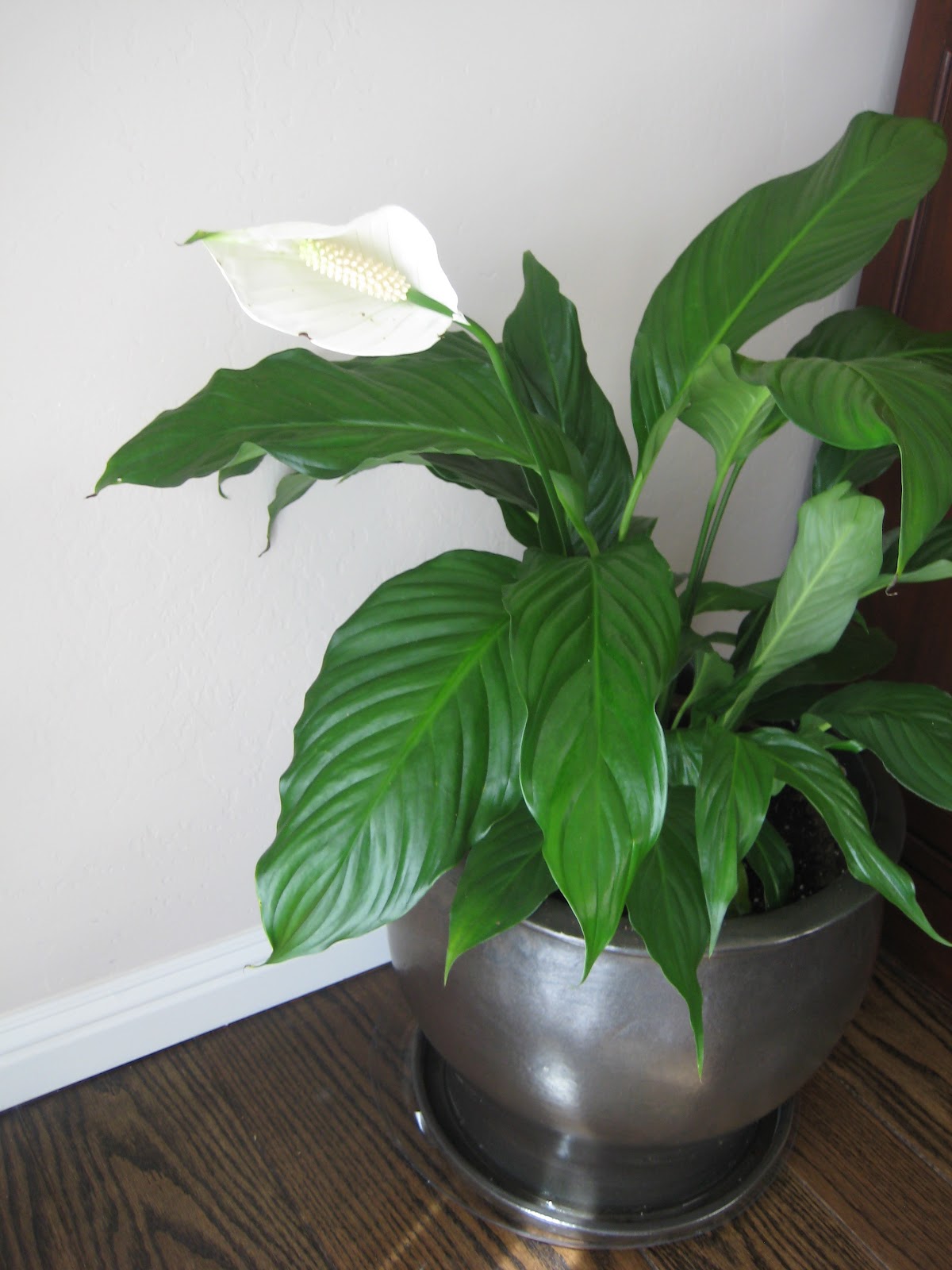 guide to common house plants house plants identification and care help pictures guide to common house plants house plants identification and care help pictures