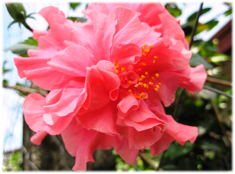 El Viajero El Gumamela