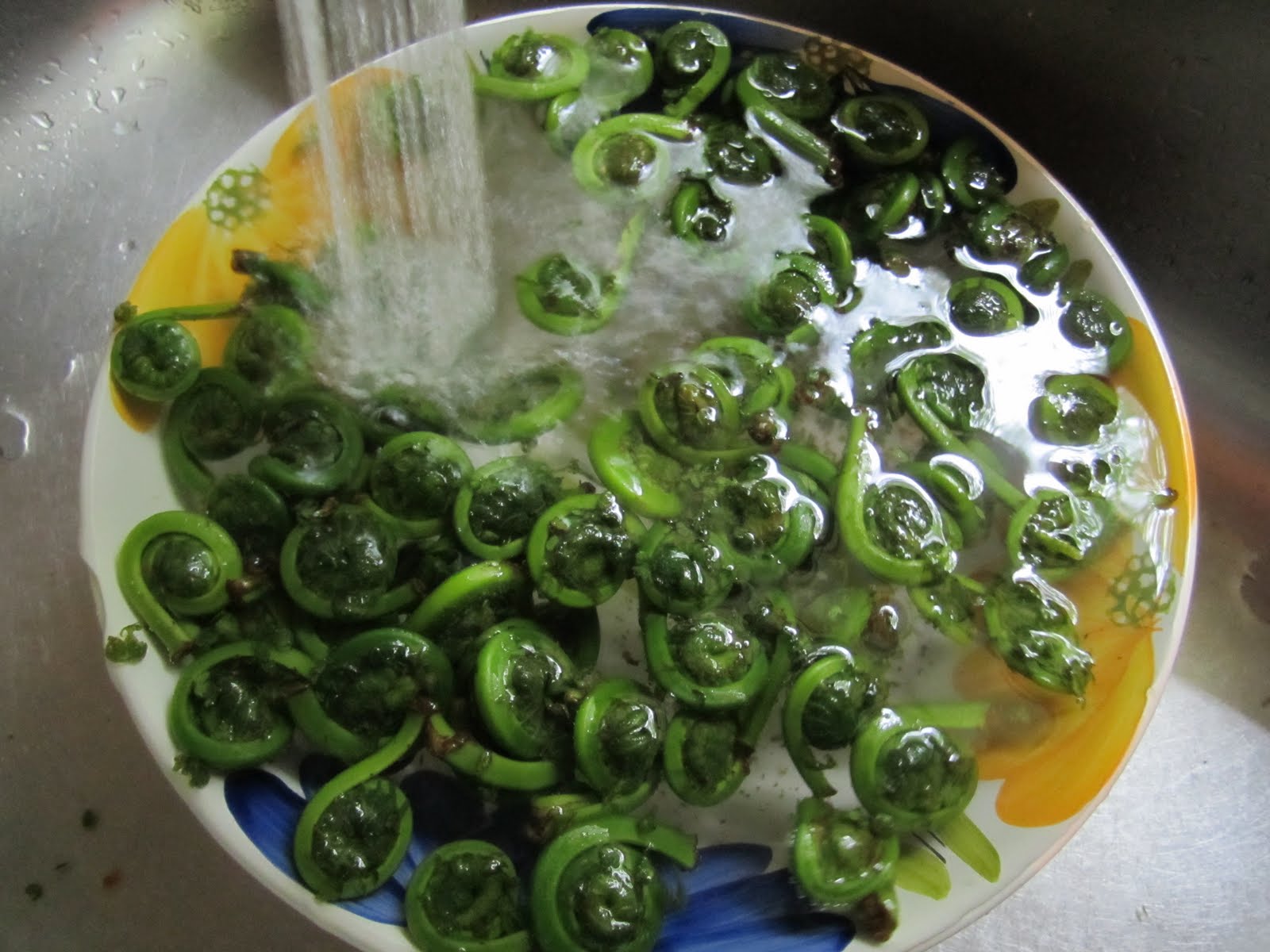 Fiddlehead Fern Salad Recipe RecipeStudio