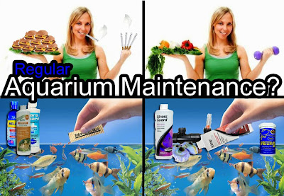 Healthy Unhealthy good bad aquarium maintenance to-do help