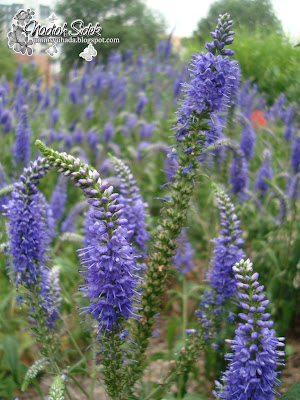 darwin's blue speedwell