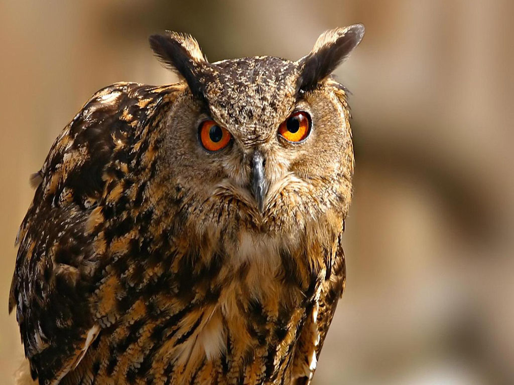 The Biggest Animals Kingdom: Owl