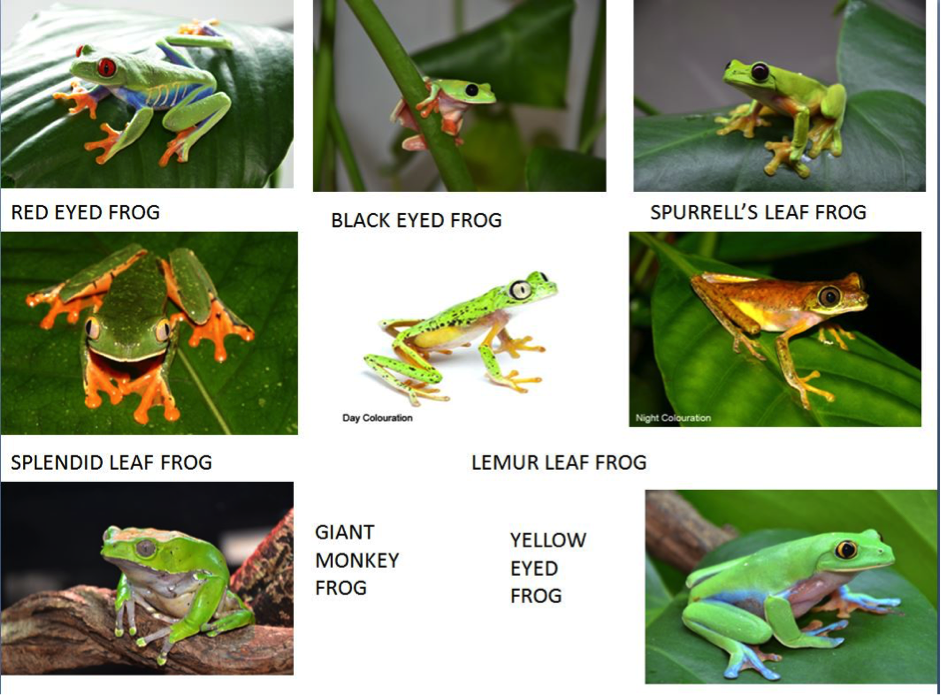 Types Of Frogs Chart