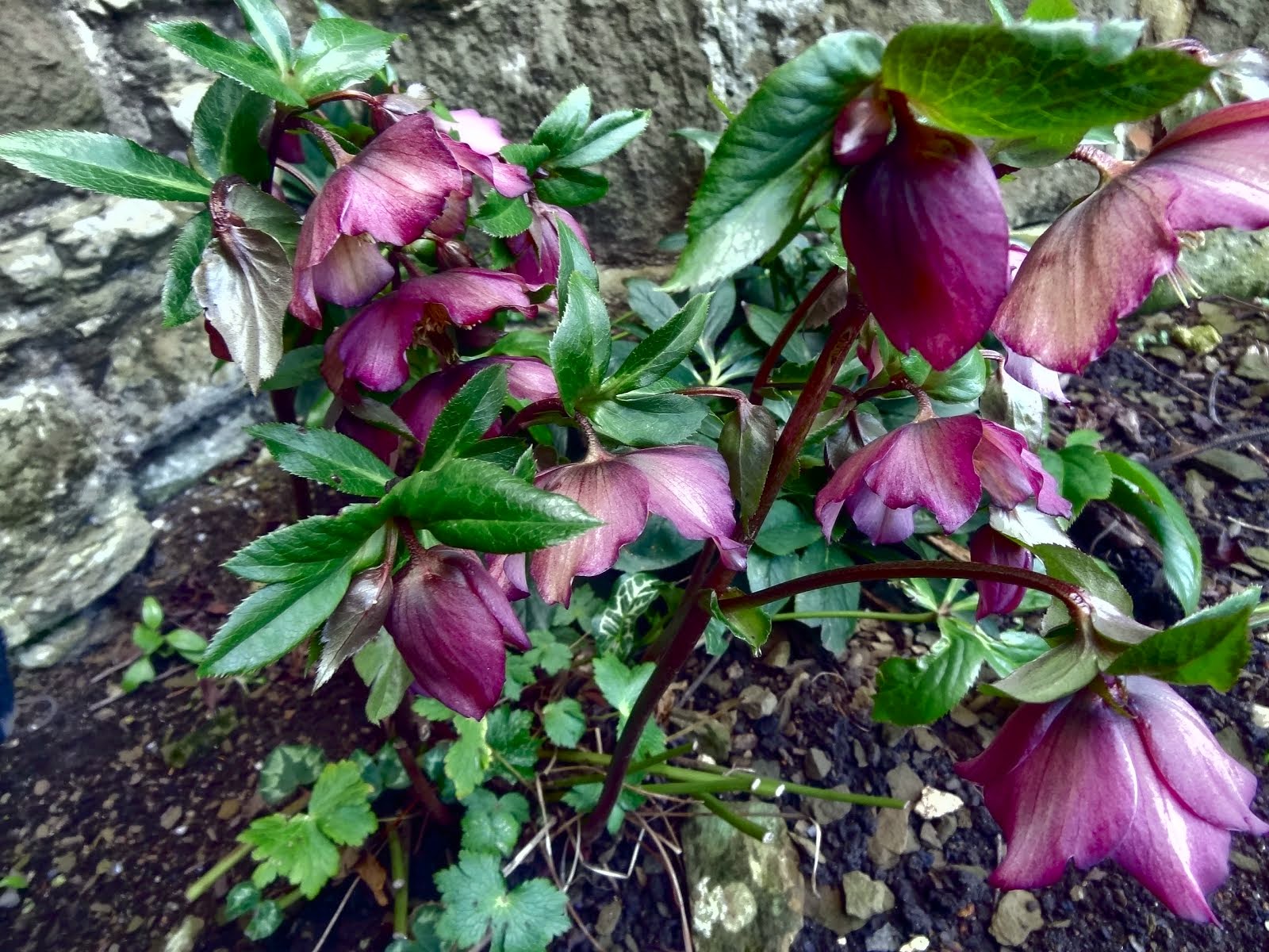 hellebores