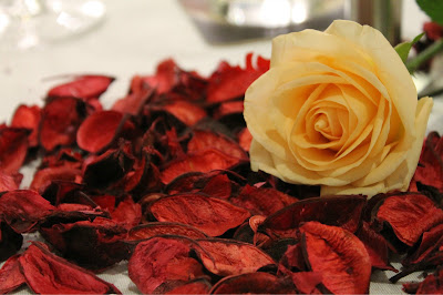 romantic roses photos