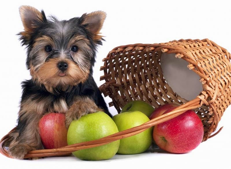 Cachorro pode comer maçã?