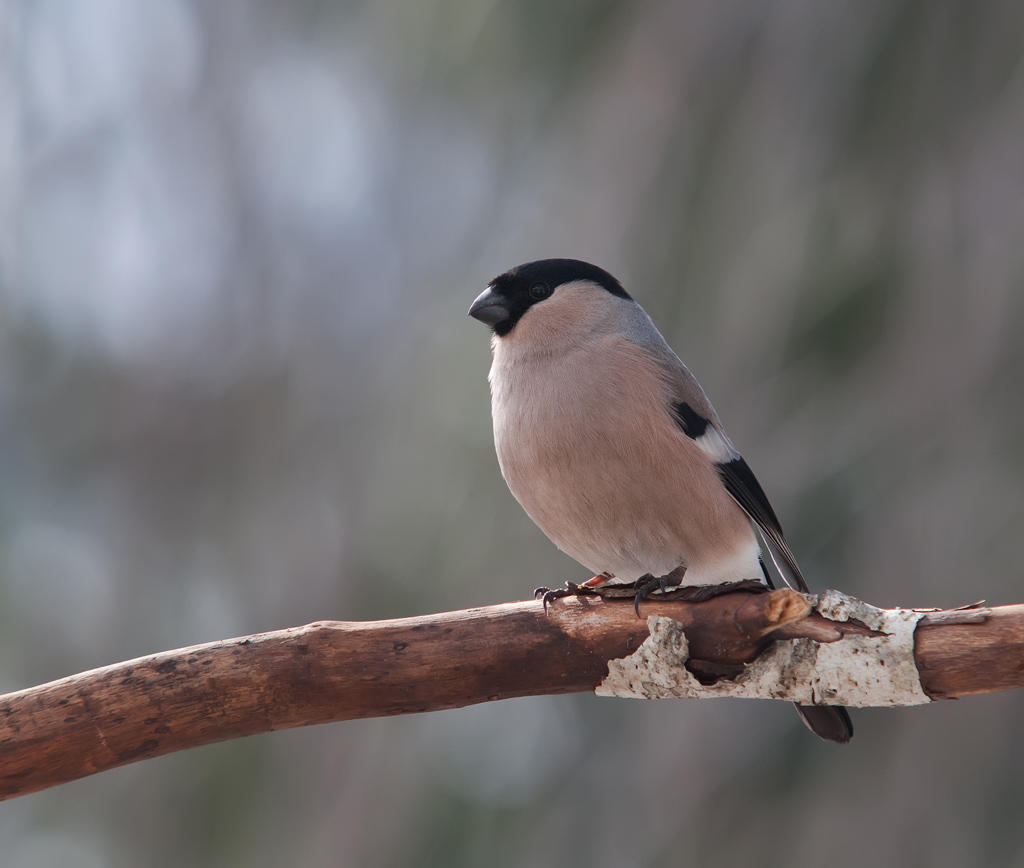 Naturfotograf TrondArild Andersen Diverse fugler