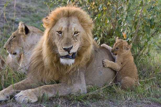كيف يعامل الأسد المفترس أشباله الصغار %C2%A3%C2%A3%C2%A3+Heartwarming+pictures+have+emerged+of+the+moment+a+lion+cub+meets+his+dad+for+the+first+time-3