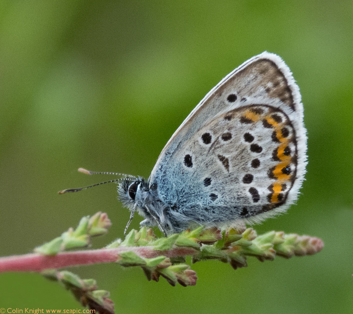 Postcards from Sussex: Silver-studded Blues
