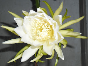 Branca c/tons verde - Cactus Orquídea Epiphyllum