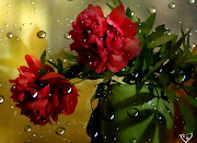 Red Flowers . Flowers Pictures . Flowers Wallpapers . Red Roses (red flowers )