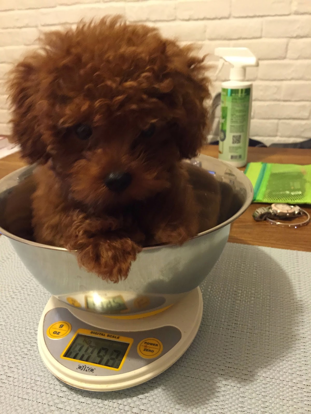 Red Toy Poodle in Hong Kong Mochi's Weight and Height Chart [ 1200 x 1600 Pixel ]