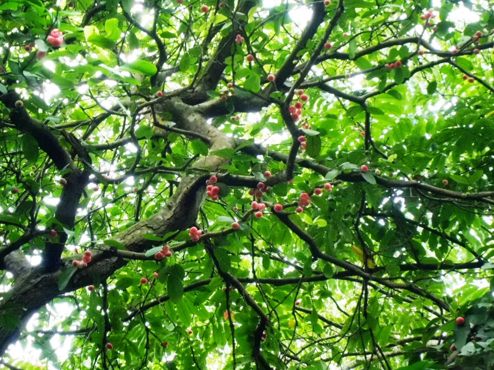 Interesting Green Bukit Timah Nature Reserve