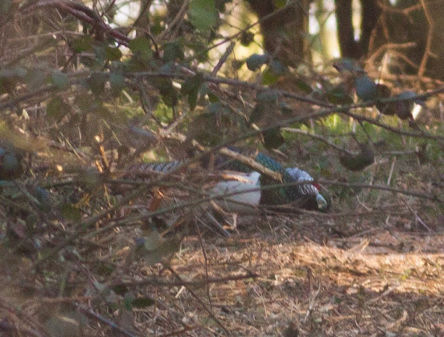 Lady Amherst's Pheasant - Bedfordshire