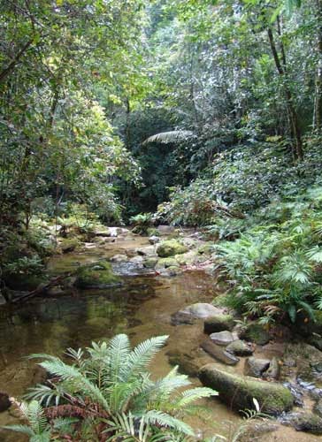 Plantas increíble en la selva tropical de Daintree ~ Plantas