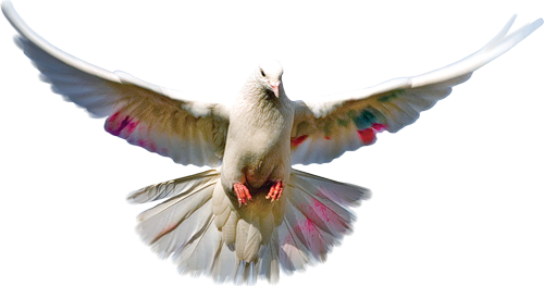 Bahan Edit Foto format .png (Burung)