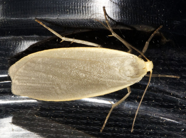 Buff Footman, Eilema depressa.  Arctiid.  Moth morning on Sevenoaks Wildlife Reserve, Led by Susanna Clerici.  14 August 2011.