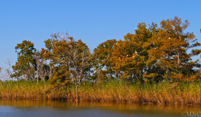 Cypress Trees In Their Fall Colors