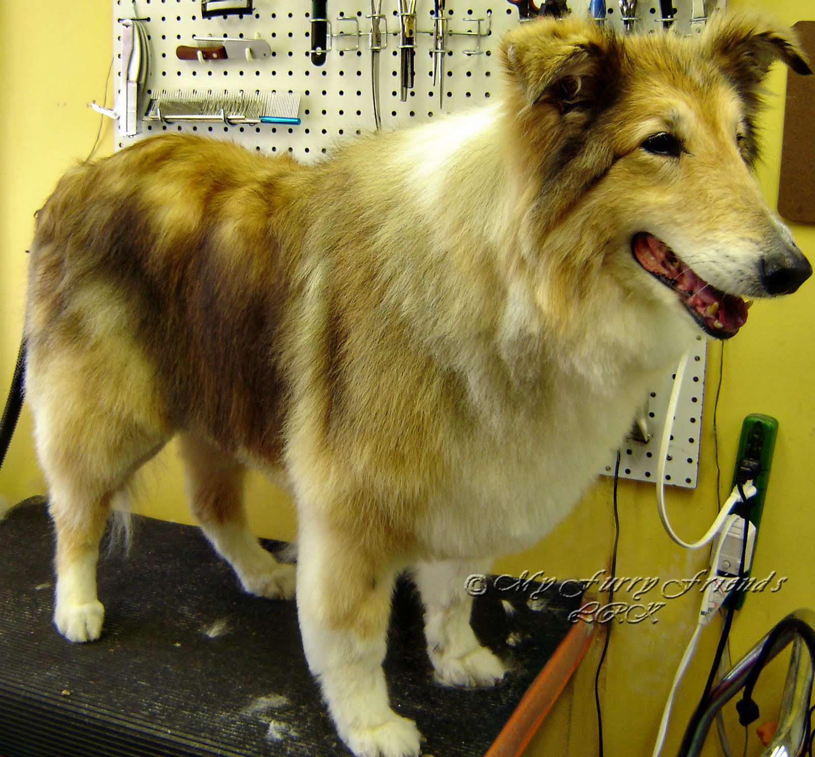 Pet Grooming The Good, The Bad, & The Furry Answers to Questions 1119