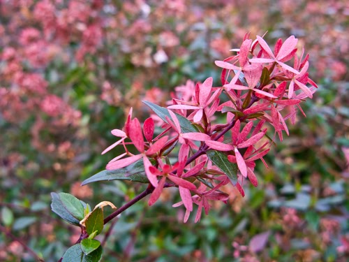 The British Gardener The Tropical Years September 2012