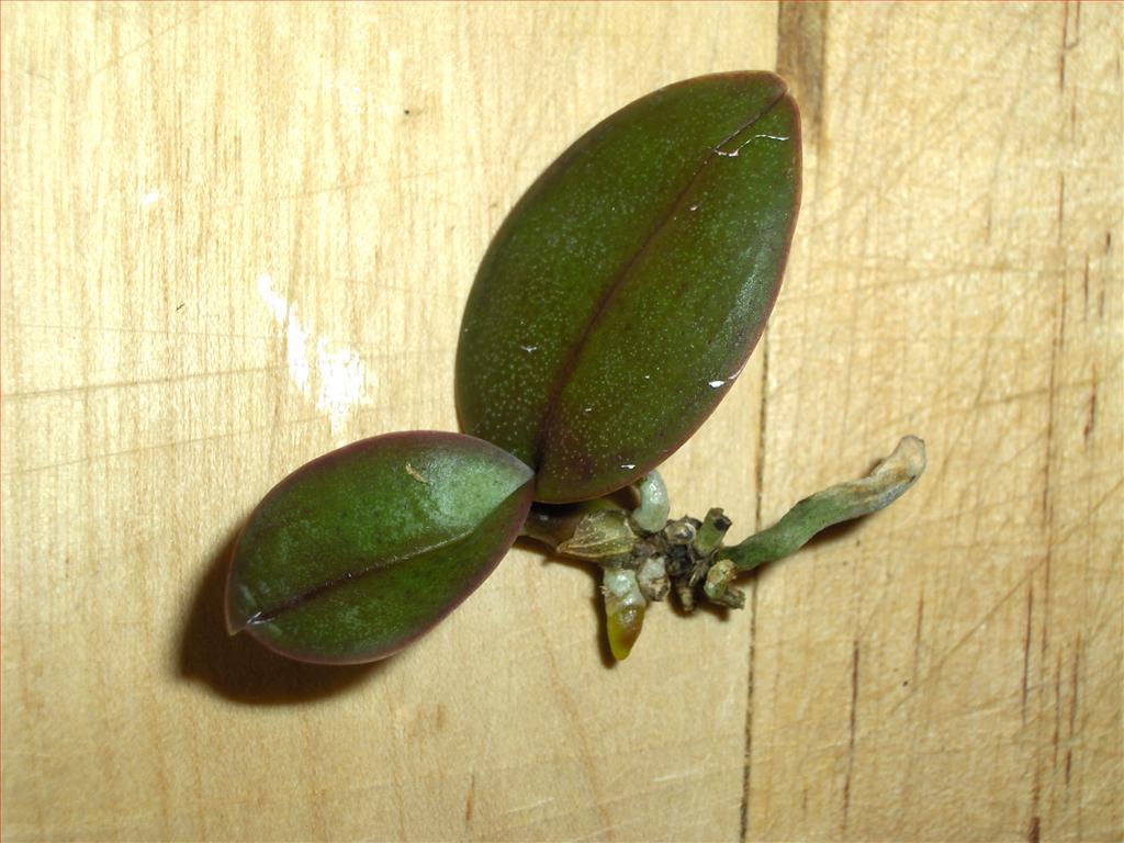 Orchids How To SphagnumMoss