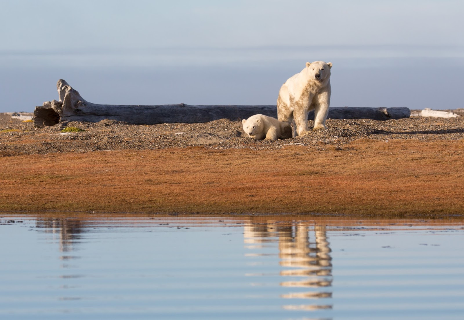 Jeremy Bears Kaktovik, Alaska Polar Bears 29th31st August 2015