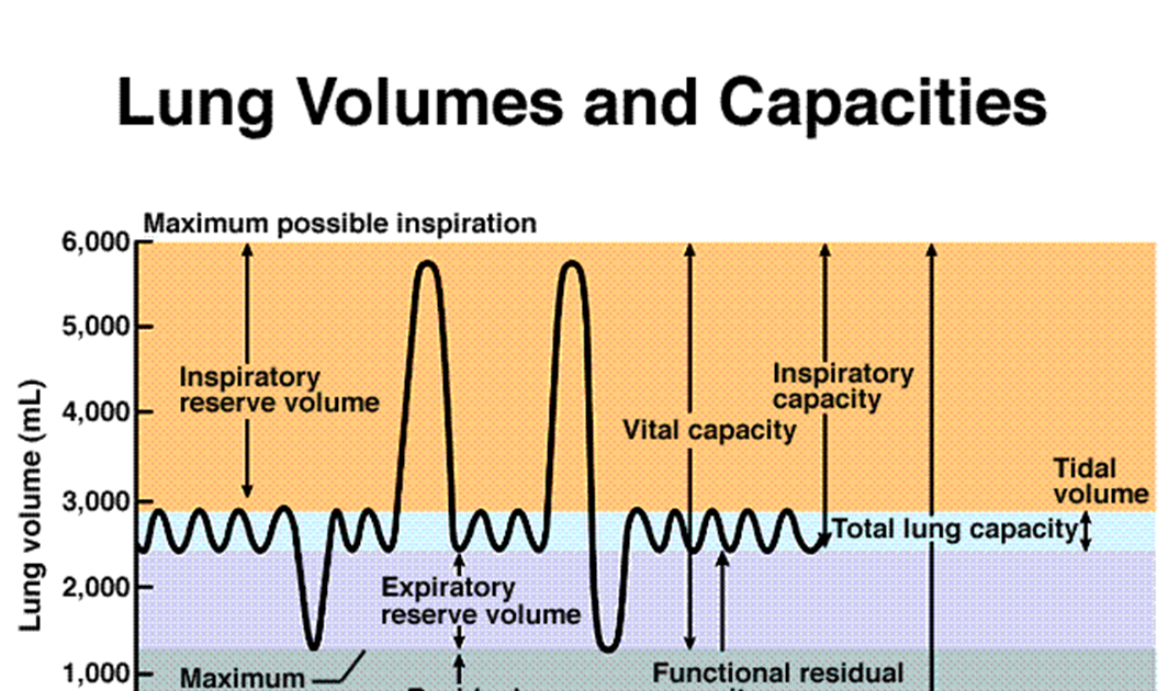 Lung Volume Chart