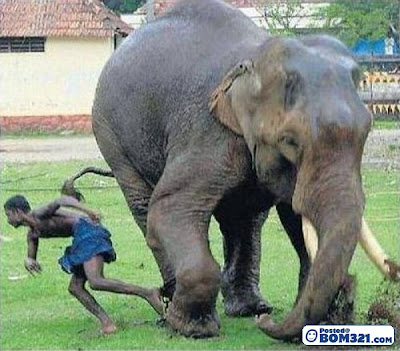 Nyaris Di Bunuh Gajah