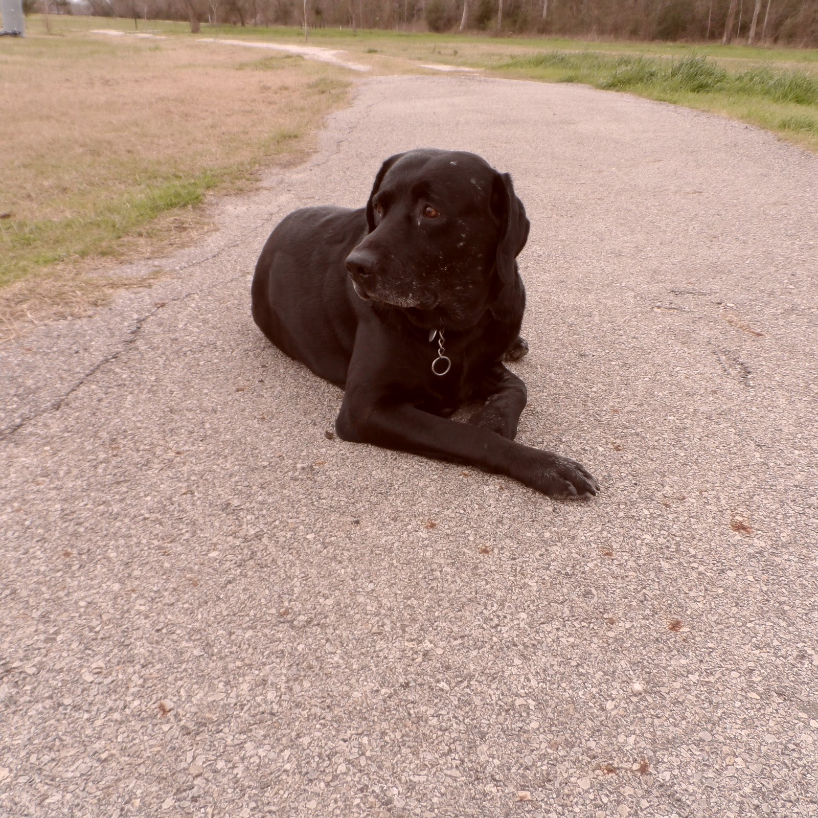 Fuller My Dog Has Cancer