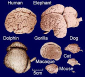 Brains. Animals and Human