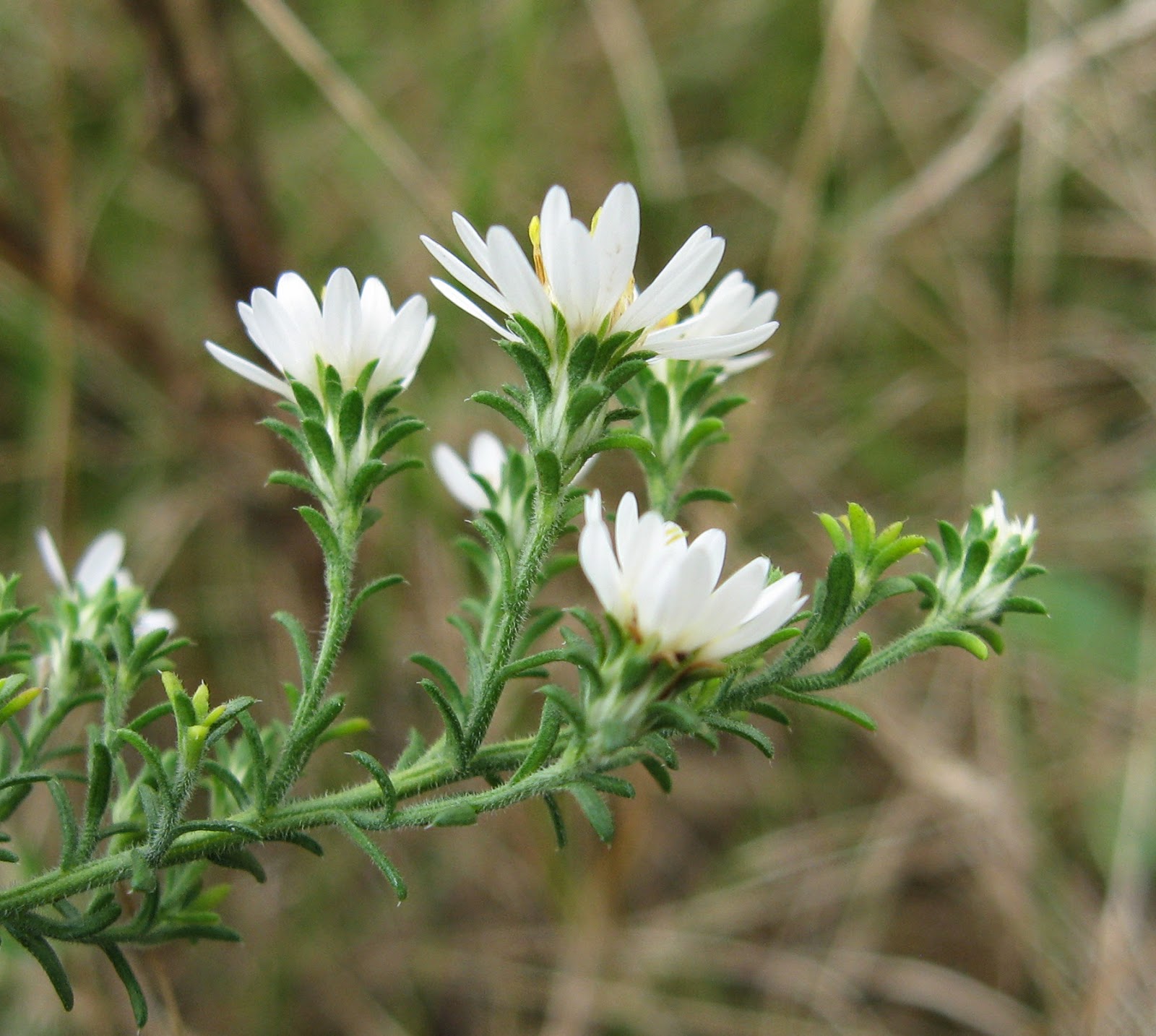 Tangled Web: Amethyst Aster (Aster x amethystinus)