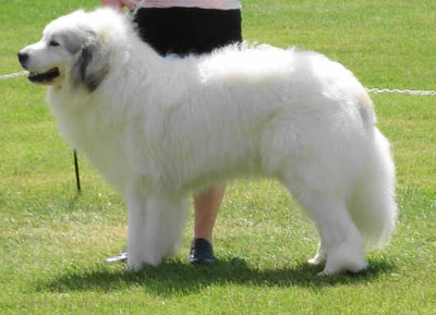 Cute Great-Pyrenees-Dog Dog And Puppies Pictures