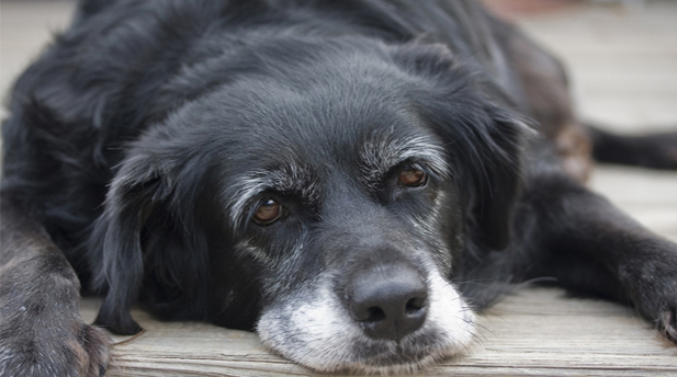 10 motivos por los que es bueno adoptar un perro viejo - 10 cosas raras Consejos para adoptar animales