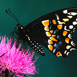 Butterfly Wallpapers, gambar kupu-kupu