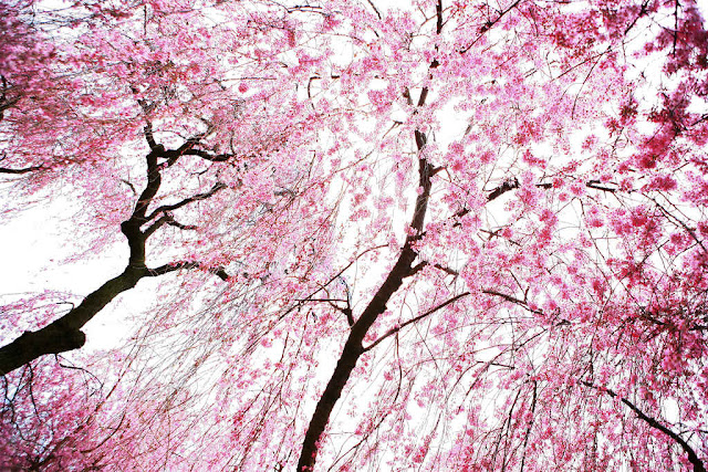 Sakura Những Bông Hoa Anh Đào  Ảnh miễn phí trên Pixabay