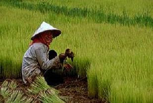 Vietnamese takeover the Cambodian farmlands.