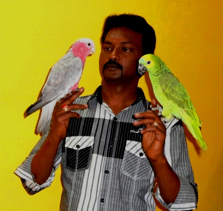 Preethi Farms (Breeders of Exotic Birds & Pets) Hand Tamed Parrots for